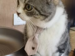 -MOCHA明星猫咖(田子坊店)
