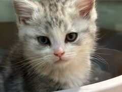 -BABIT巴比特宠物(MOMOPARK店)