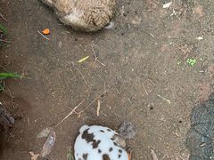 -海南热带野生动植物园