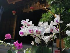 -西林禅寺