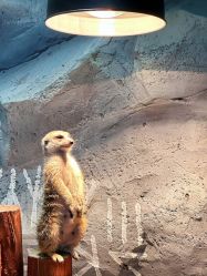 -Zoolung Zoolung动物主题公园(海信广场店)