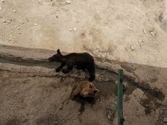 -新疆天山野生动物园