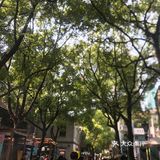 Shake shack有这么好吃吗？