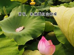 -红山村