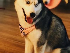 -Husky Go! 哈士奇体验馆·宠物咖啡厅狗咖