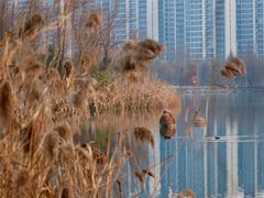 -洋湖国家湿地公园