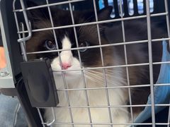 -瑞派康怡24h宠物医院·犬猫医疗中心·微创绝育(瑞景分院)