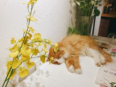 -Cappucimeow猫咪咖啡馆(韦伯时代店)