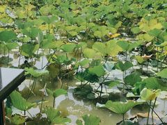 -东滩湿地公园观海楼餐厅