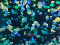 -珠海长隆海洋王国