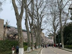 -武汉大学-樱园