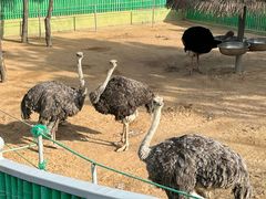 -西霞口神雕山野生动物世界