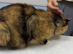 -中农国际动物医院24小时·猫科·骨科·急重症中心