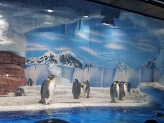 -海合安成都极地海洋公园