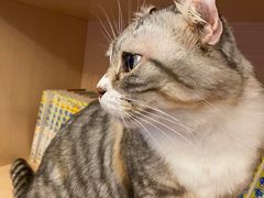 -MOCHA明星猫咖(田子坊店)