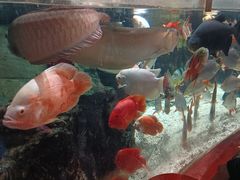 -太平洋海底世界