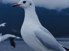 -海埂大坝