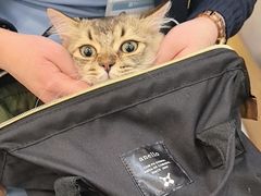 -美联众合动物医院·24h转诊中心