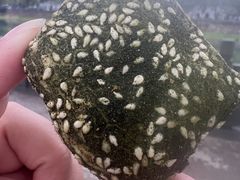 -王毛龙千层饼(蒋氏故居店)