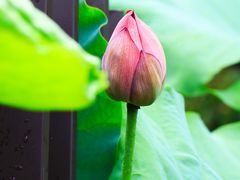 -陈家山荷花公园