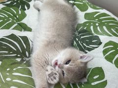 -青奢宠物·青奢猫舍