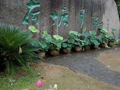 -荷塘月色湿地公园·向阳花洲