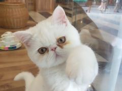 -袖虎·猫馆(体育西路店)