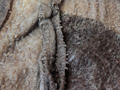 -蜀香居鲜毛肚火锅