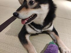 -逗柴咖啡屋·狗咖猫咖宠物桌游