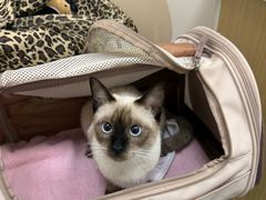 -芭比堂动物医院·CT·微创中心(新顺分院)