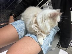 -怪兽屋·羊驼·猫咖·狗咖(俊华广场店)