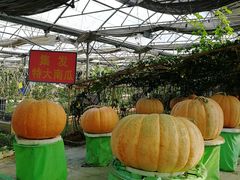 -北戴河集发农业梦想王国