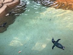 -黄金海岸