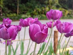 -深圳市中科院仙湖植物园