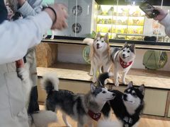 -Husky Go! 哈士奇体验馆·宠物咖啡厅狗咖