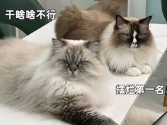 -安格丽娜·狗咖·猫咖羊驼咖(春熙路百盛商场店)