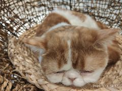 -飞行喵MR PILOT|猫舍·猫咖(静安大融城店)