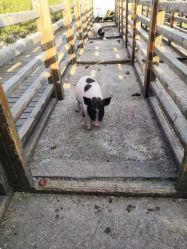 点击看大图 -小蜜蜂农场(凯德七宝购物广场店)