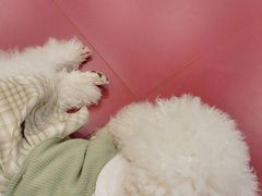 -和它·交个朋友·狗咖猫咖(爱琴海店)