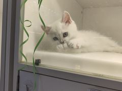 -lincat·猫舍(广州店)