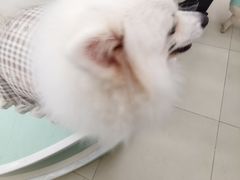 -怪兽屋·羊驼·猫咖·狗咖(俊华广场店)