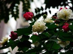 -碧云新天地二期