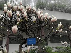-南山植物园