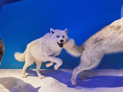 -贝林大翅鲸简餐厅(国家海洋博物馆店)