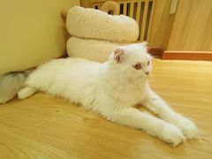 -猫和宫(六道口店)