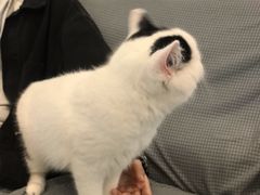 -宠颐生汉谟拉比宠物医院