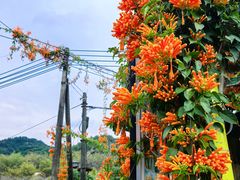 -红山村
