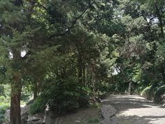 -叶家花园