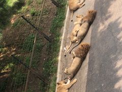 -大连森林动物园