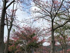 -东部华侨城